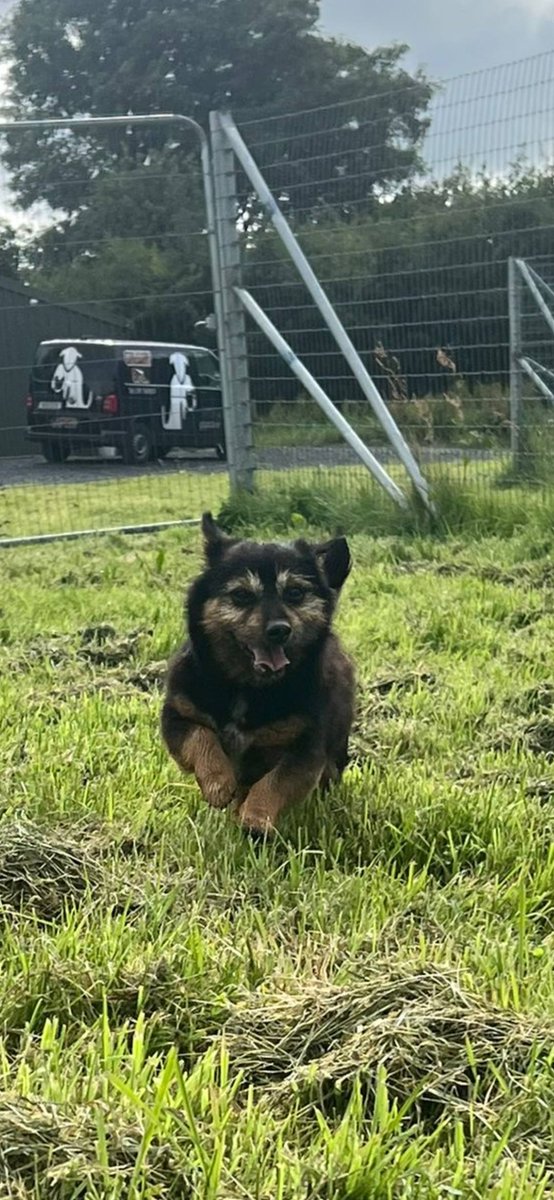 GalwaySPCA's tweet image. If you've been waiting for that perfect best friend/side kick/loyal companion then look no more !!! Nearly 8 year old yorkie x pom boy Dino is all the above and more.
Since arriving over a week ago, Dino has stolen everyone's hearts.
gspca.ie/pages/pet/dino