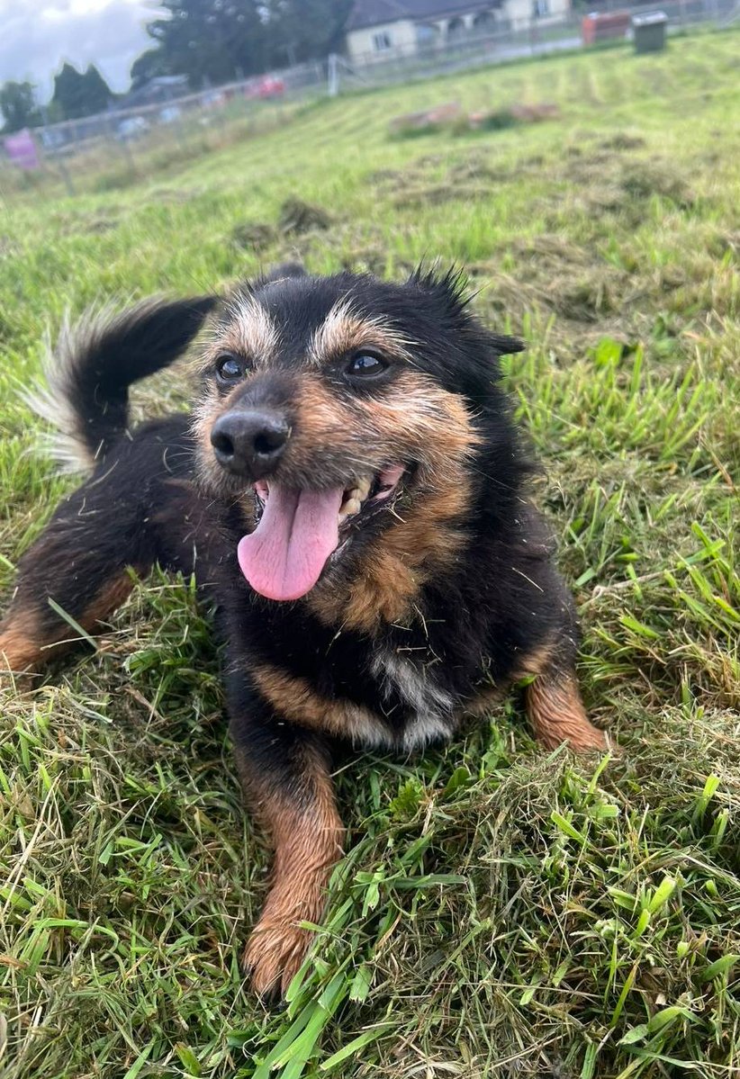 GalwaySPCA's tweet image. If you've been waiting for that perfect best friend/side kick/loyal companion then look no more !!! Nearly 8 year old yorkie x pom boy Dino is all the above and more.
Since arriving over a week ago, Dino has stolen everyone's hearts.
gspca.ie/pages/pet/dino