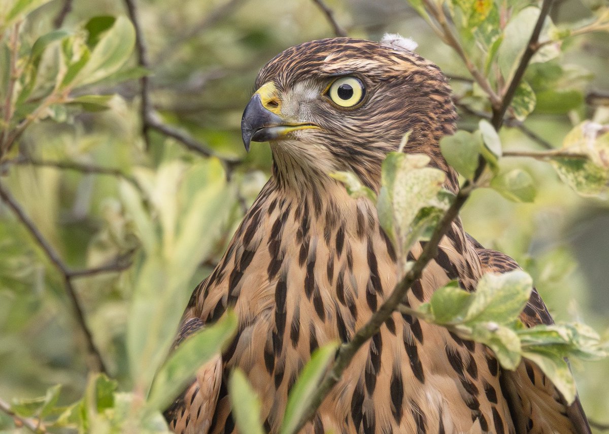_TCartz's tweet image. Not often you're treated to views like this, local juvenile Goshawk causing chaos with Magpies this evening in the garden! South Wales continues to produce.
macaulaylibrary.org/asset/639114256