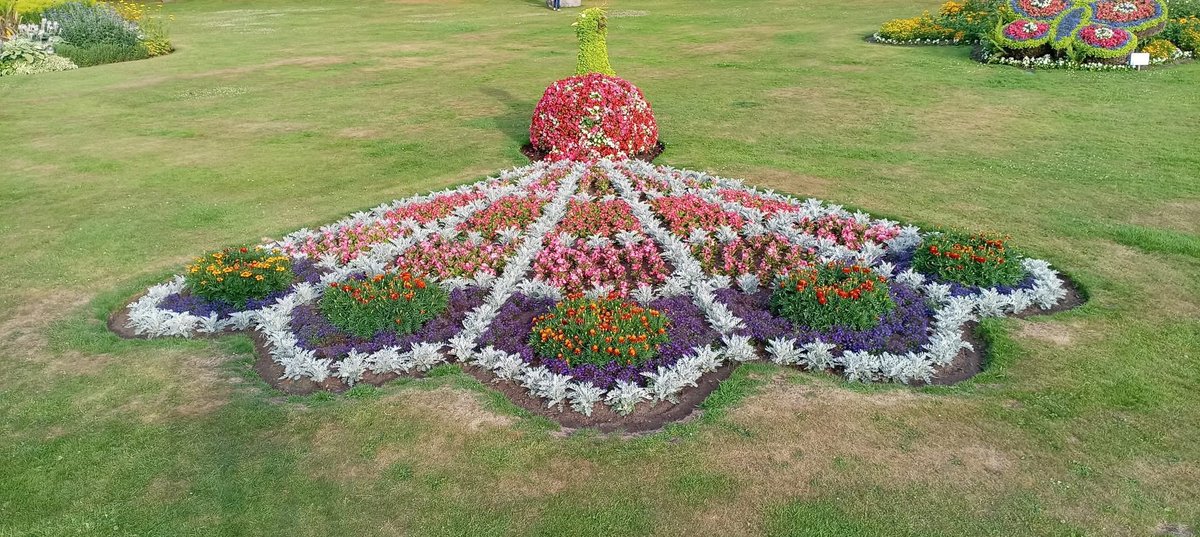 ScottishJill's tweet image. Garden Peacock display #Forres