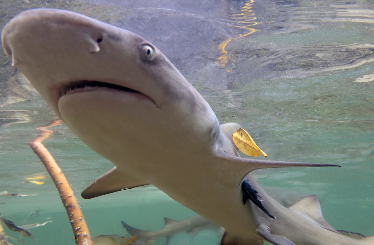 JeremyBRoberts's tweet image. If ever this was a snoot to boop…
This is a juvenile lemon shark. They grow up in mangroves, which are becoming critically threatened habitat.
Isn’t this shark perfect?!