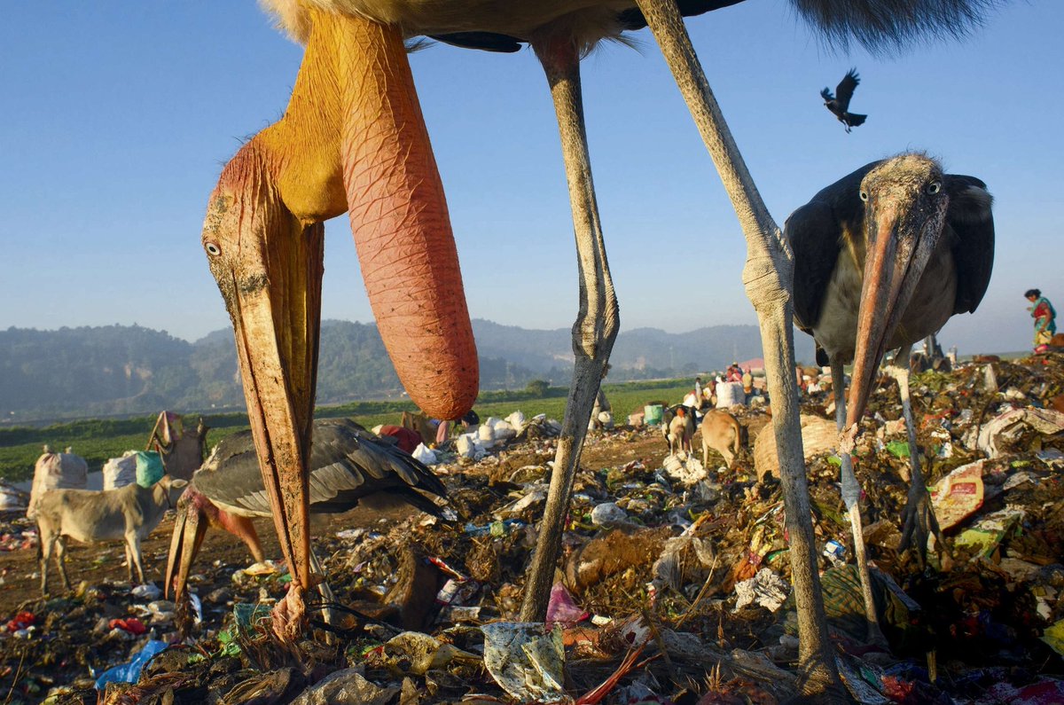 "Azchdarchids would eat our pets, they would eat our children, they would eat our livestock"
Let me show you the first place those spindly fucks are going to go if we brought them back