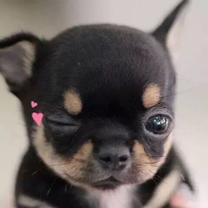 puppyhueka's tweet image. 