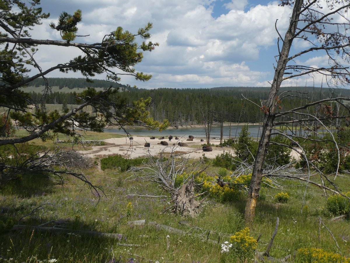 AliDriverUK's tweet image. Fantastic whistlestop visit to #Yellowstone after visiting Rewilding Idaho project &quot;nearby&quot;. Great to see large wild herbivores side by side with lots of people. #Bison and #Elk (closely related to Red Deer) to the fore. No dramas. People generally know how to behave around them.