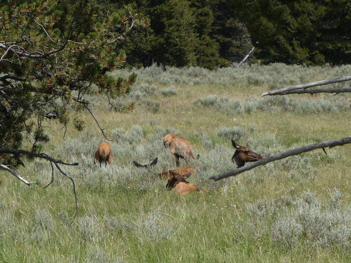 AliDriverUK's tweet image. Fantastic whistlestop visit to #Yellowstone after visiting Rewilding Idaho project &quot;nearby&quot;. Great to see large wild herbivores side by side with lots of people. #Bison and #Elk (closely related to Red Deer) to the fore. No dramas. People generally know how to behave around them.