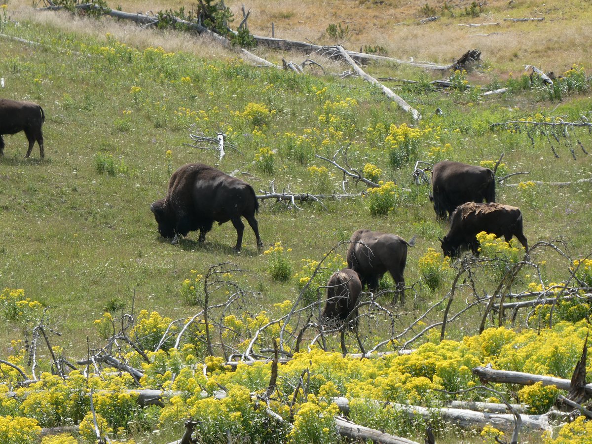 AliDriverUK's tweet image. Fantastic whistlestop visit to #Yellowstone after visiting Rewilding Idaho project &quot;nearby&quot;. Great to see large wild herbivores side by side with lots of people. #Bison and #Elk (closely related to Red Deer) to the fore. No dramas. People generally know how to behave around them.
