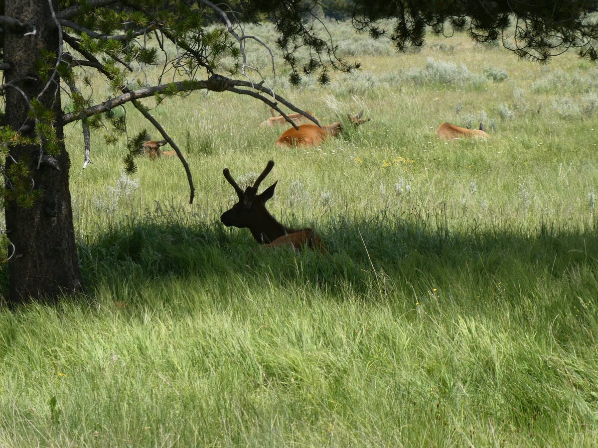 AliDriverUK's tweet image. Fantastic whistlestop visit to #Yellowstone after visiting Rewilding Idaho project &quot;nearby&quot;. Great to see large wild herbivores side by side with lots of people. #Bison and #Elk (closely related to Red Deer) to the fore. No dramas. People generally know how to behave around them.