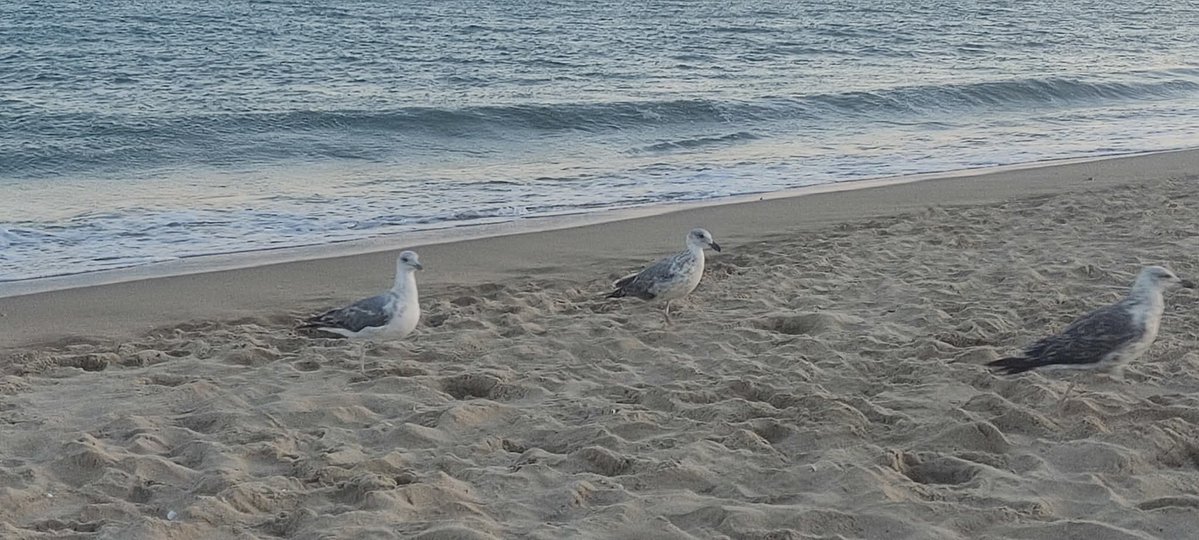 jcabram's tweet image. Mi ángel, te busco en la inmensidad del océano, en tu lugar favorito.
Te siento junto a mi, en el rugir de las olas que rompen en tu querida orilla.
Te veo en las imágenes de mi retina y en la memoria de mi cerebro.
Siento tu caricia cada vez que me envuelve el viento, sí, ese…