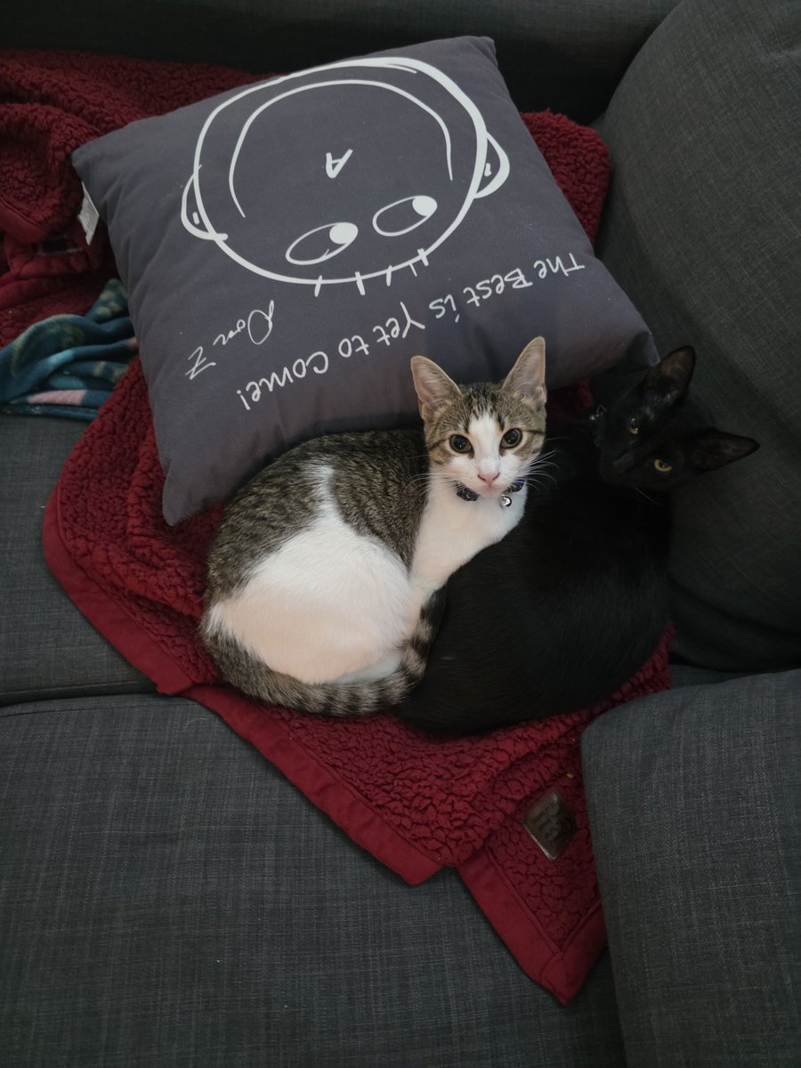 sylsii's tweet image. i looove my kitties so much they are soo sweet and precious and they make me so happy 🥰 meow :3