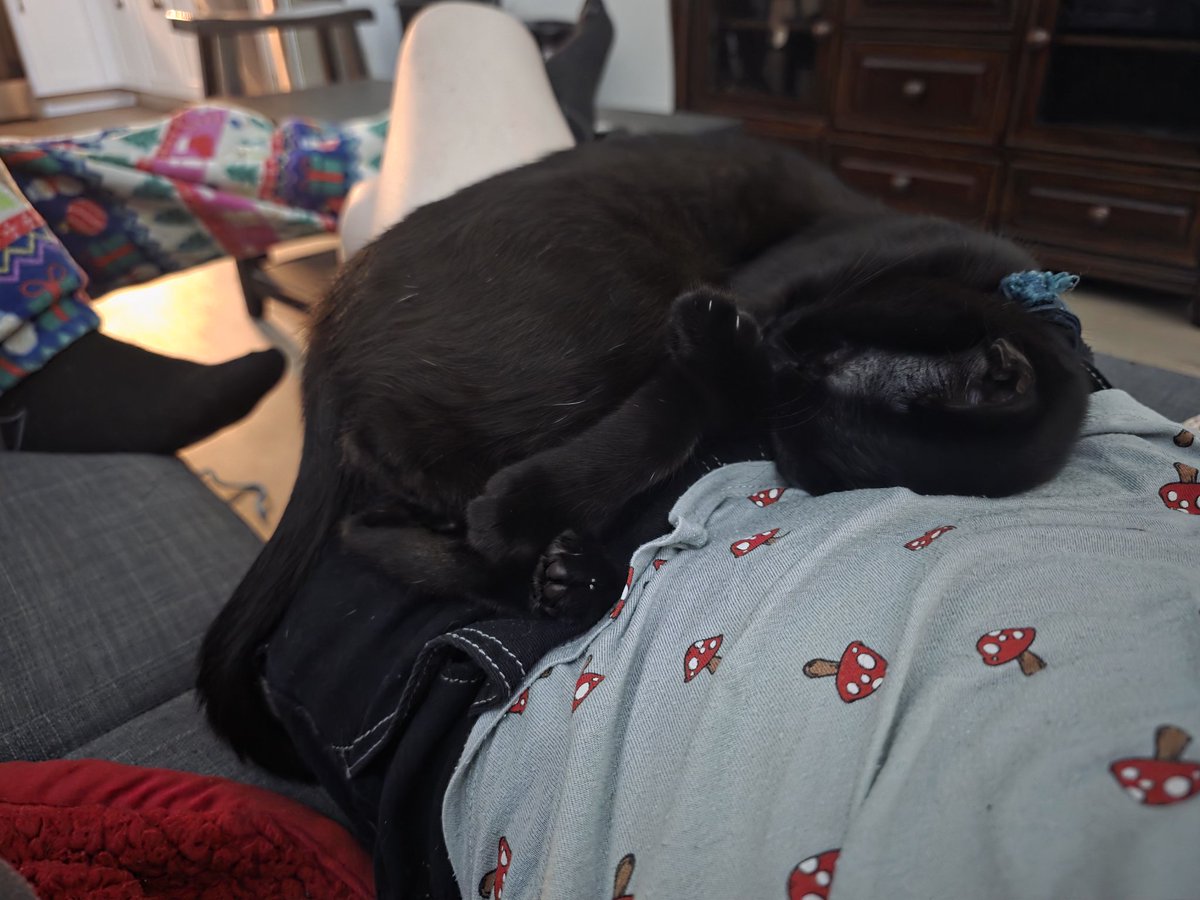 sylsii's tweet image. i looove my kitties so much they are soo sweet and precious and they make me so happy 🥰 meow :3