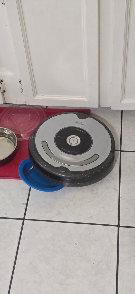 My Rumba was trying to eat the dog bowl