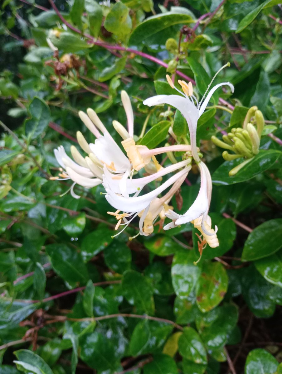 BLTP 🇺🇦 tweet media