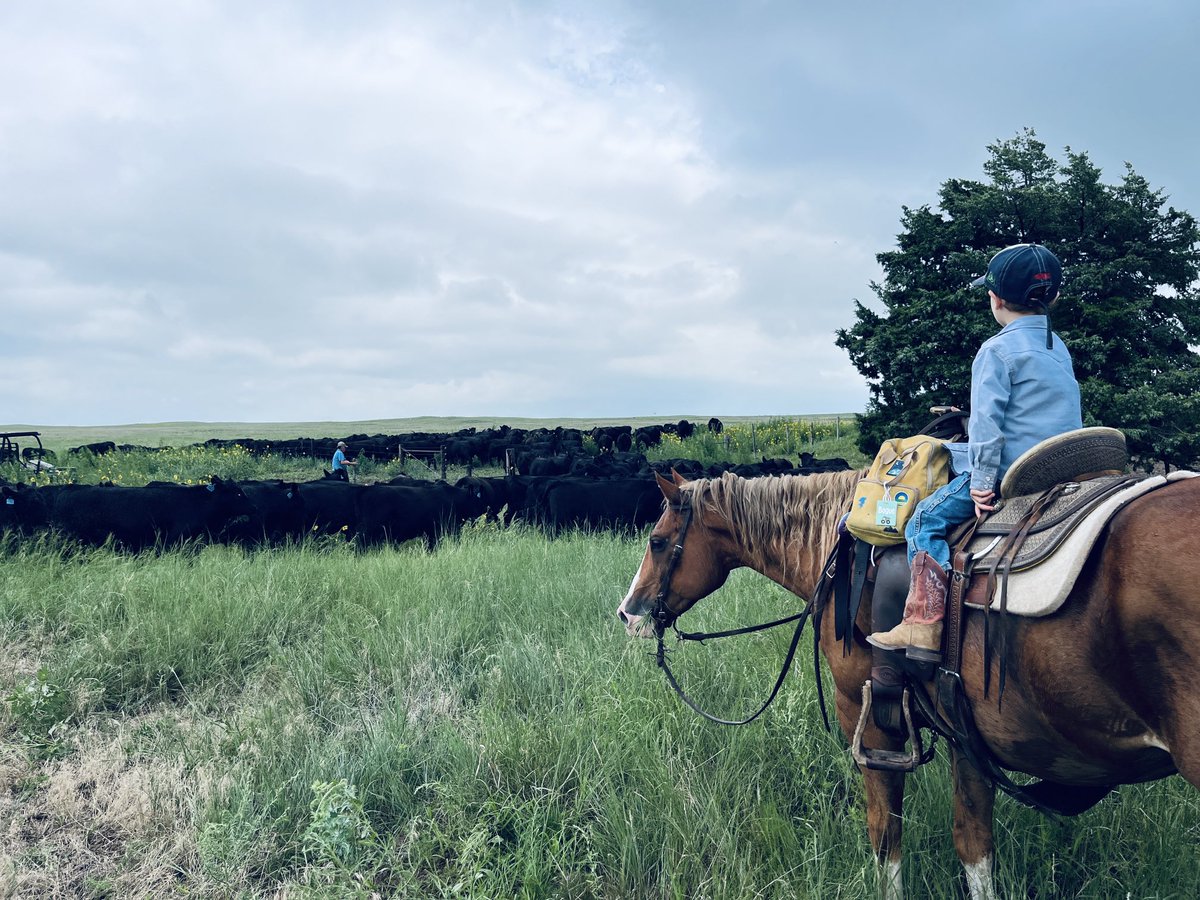 thesteerman's tweet image. I try to remind myself everyday. We aren’t moving cattle. We are raising sons.