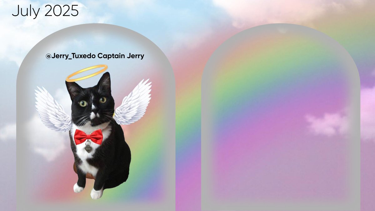 Flight Leader - A special tribute to Captain Jerry <a href="/jerry_tuxedo/">Angel 🌈 Captain Jerry - RIP 1.8.2013-17.6.2025</a>  from me - just a wonderful friend and mentor for me in  #theaviators ❤️🌈🐾