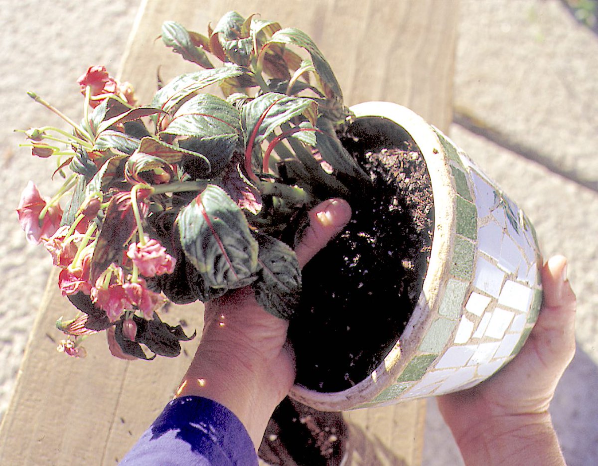 gardensbyyou's tweet image. What's this plant's problem? Even a sick or dying container plant suffering from improper watering may be revived if it is given prompt treatment. In this case, a flowering plant's foliage exhibits extreme wilting. The first step towards its recovery is finding out whether it…