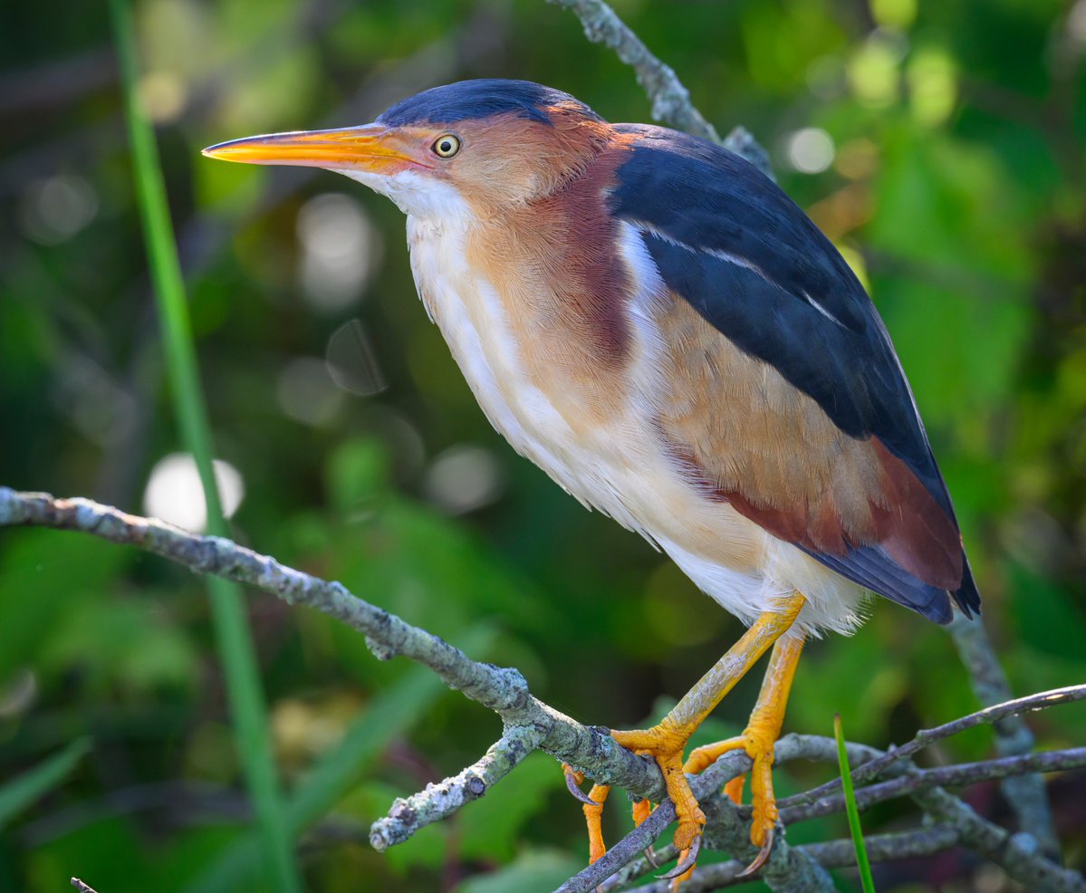 JocAPhotography's tweet image. A male Least (aka "Fun-sized") Bittern perched along the boardwalk.