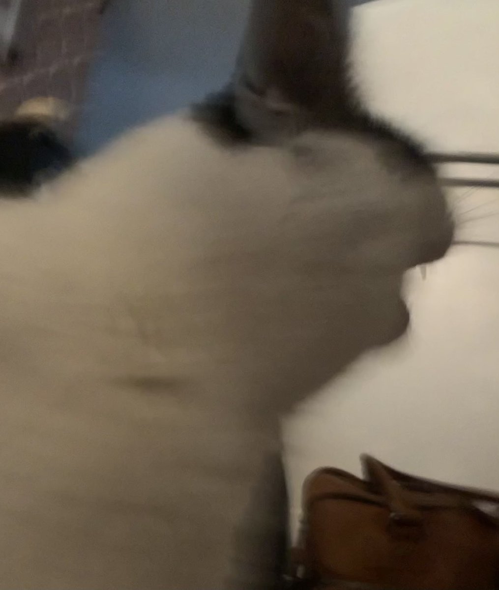 TheCatNamedMags's tweet image. What sports do cats play?
HAIRBALL!!! BAHEHAHHAHA
(Please laugh she thinks she’s funny)