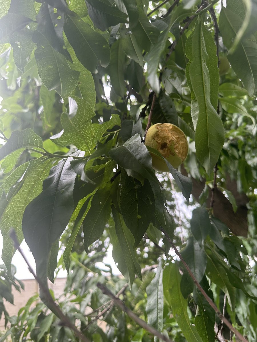 anjulipie's tweet image. I. Hate. Squirrels.
Perhaps as much as mosquitoes.
If you are going to decimate my peach crop while I am gone for 36 hours, at least eat the whole thing.