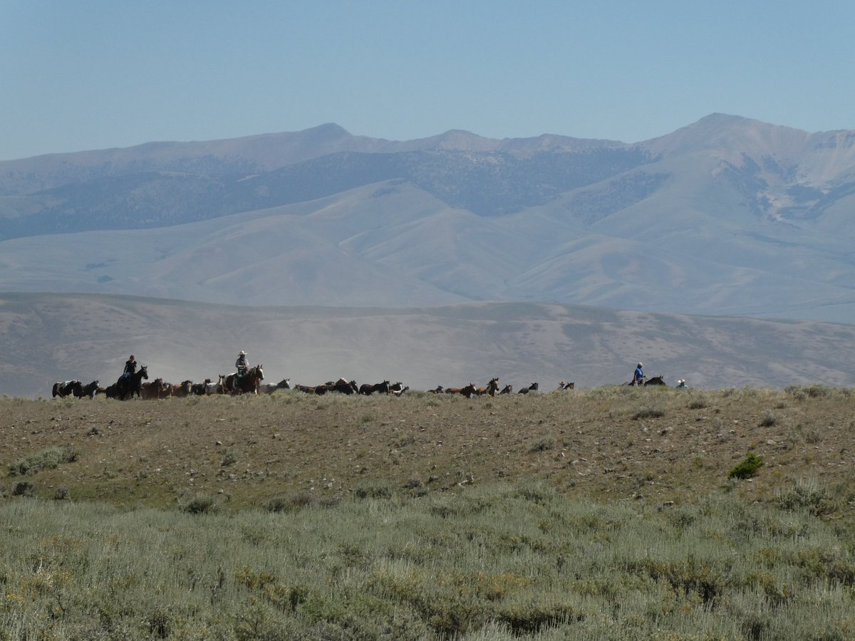 AliDriverUK's tweet image. Huge thanks to Dave Stricklan and @RewildingNow for hosting me at their Mandalai ranch in Idaho to witness wild horse reintroduction with horses from elsewhere which would otherwise be heading for the slaughterhouse. Part of the Yukon to Yellowstone wilderness corridor extension.
