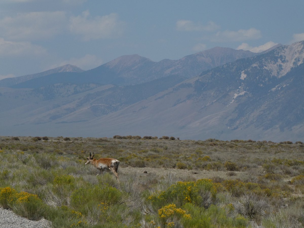 AliDriverUK's tweet image. Huge thanks to Dave Stricklan and @RewildingNow for hosting me at their Mandalai ranch in Idaho to witness wild horse reintroduction with horses from elsewhere which would otherwise be heading for the slaughterhouse. Part of the Yukon to Yellowstone wilderness corridor extension.