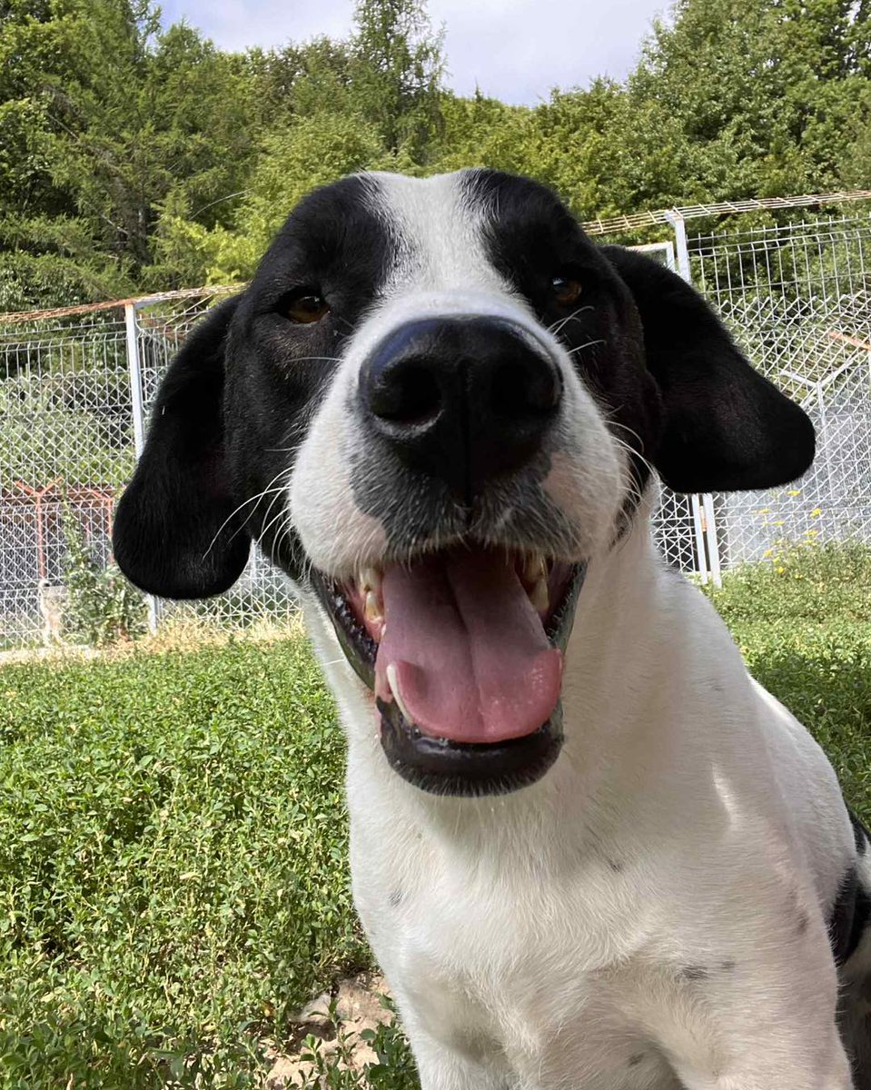 LUCA is still looking for that special someone to love him forever.   He's been waiting TWO YEARS  FOR SOMEONE TO CARE
Thrown away as a baby, Luca is now fully grown and still behind bars.
Not a single person has ever asked about him
Apply here: 1dogatatimerescue.org/registration
#Essex