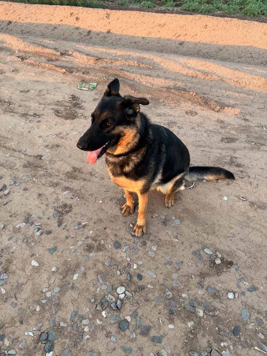 ThouArtTheMan's tweet image. My girl, Freyja. We adopted her from the rescue center 8 months ago and she has given me more than I could ever give her.