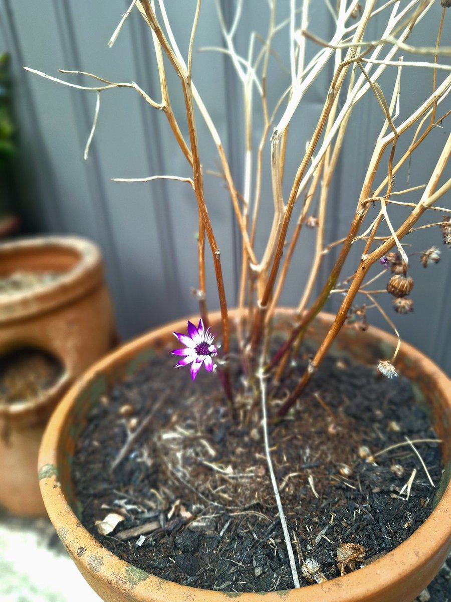 the-smiling-smithy tweet media