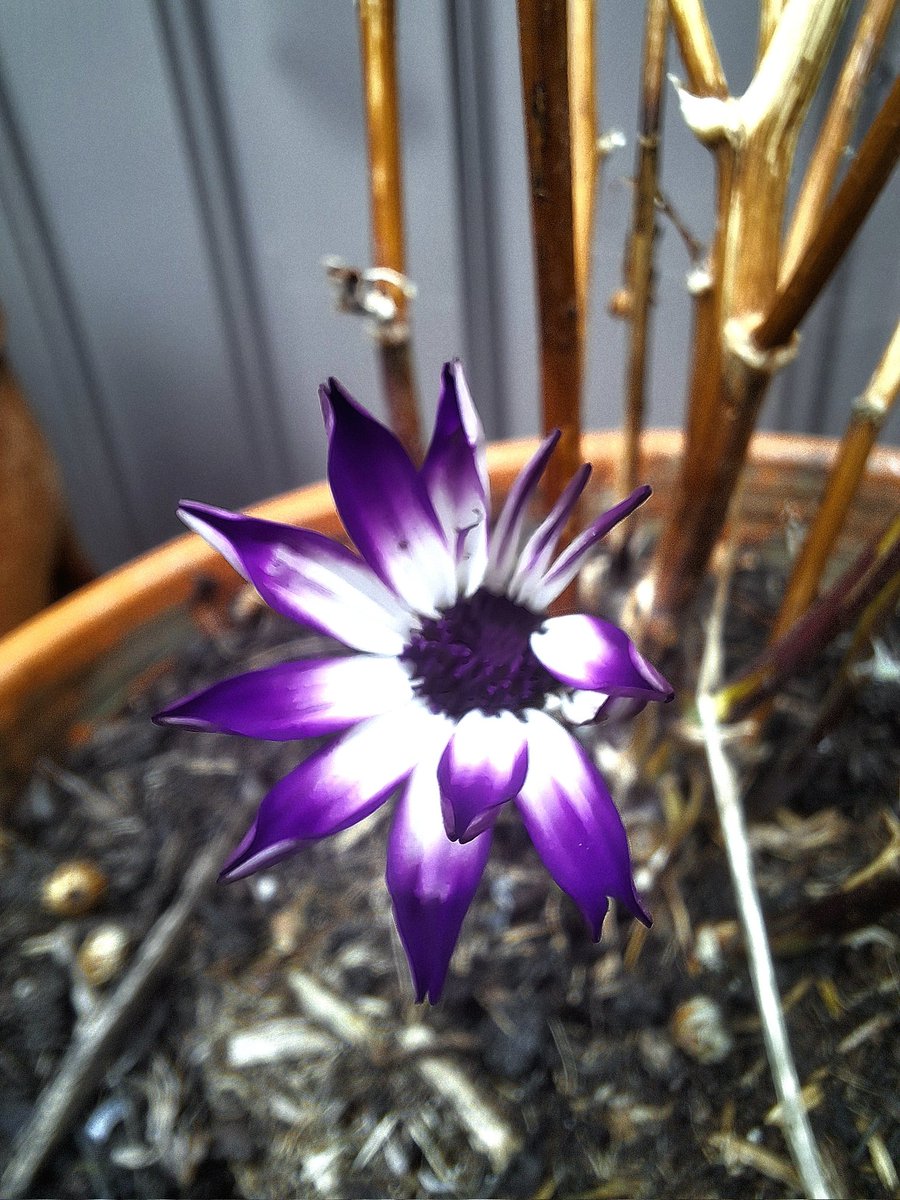 the-smiling-smithy tweet media