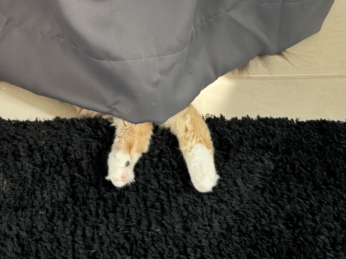 Здесь нет никакого кота