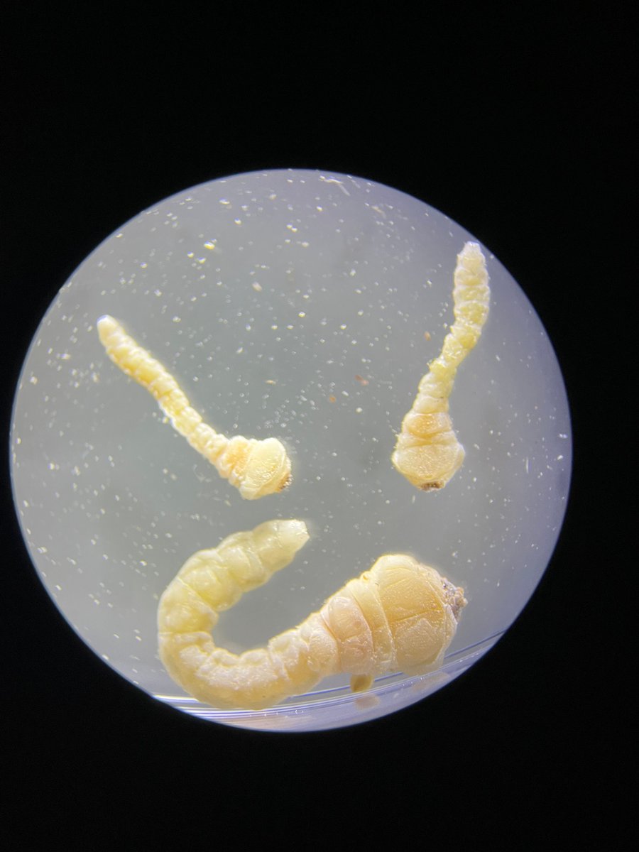 OFOEAC's tweet image. We're on the frontlines protecting America's precious natural resources. Kudos to @DFOSeattle ag specialists for finding Buprestidae larvae in wood packaging materials of a shipment from India. It will be re-exported & a penalty issued. #OFOProud🇺🇸
➡️ go.dhs.gov/JKU