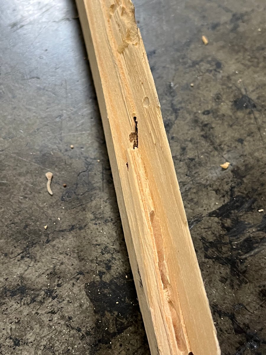 OFOEAC's tweet image. We're on the frontlines protecting America's precious natural resources. Kudos to @DFOSeattle ag specialists for finding Buprestidae larvae in wood packaging materials of a shipment from India. It will be re-exported & a penalty issued. #OFOProud🇺🇸
➡️ go.dhs.gov/JKU
