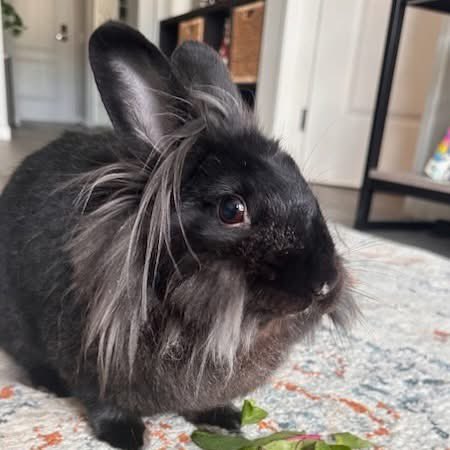 HouseRabbit's tweet image. This is a black rabbit appreciation post! π€π Black rabbits are often passed over in shelters and rescues, simply because of their color. These rabbits are just as sweet & smart as the others!
You can learn more about Cronus, Shamwow, Bix, and Bucket at houserabbit.org/adoptables