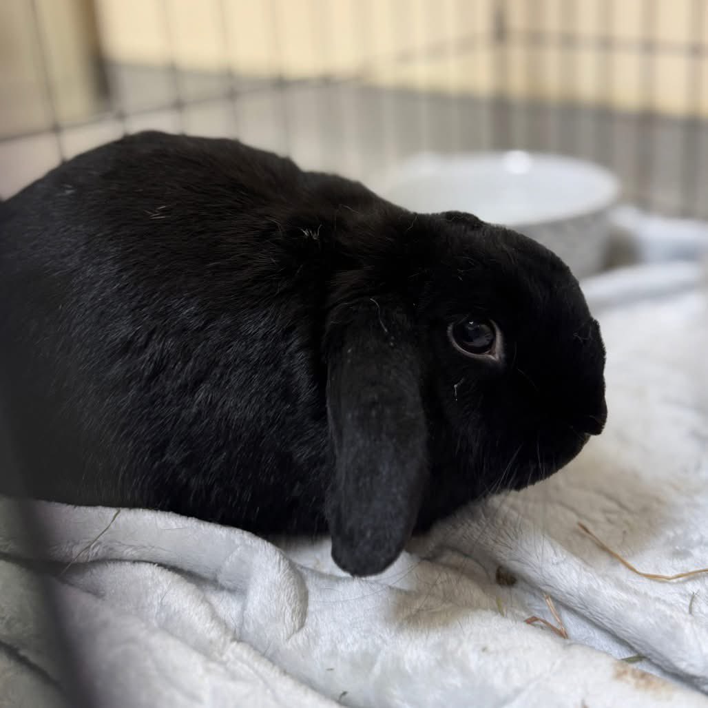 HouseRabbit's tweet image. This is a black rabbit appreciation post! π€π Black rabbits are often passed over in shelters and rescues, simply because of their color. These rabbits are just as sweet & smart as the others!
You can learn more about Cronus, Shamwow, Bix, and Bucket at houserabbit.org/adoptables
