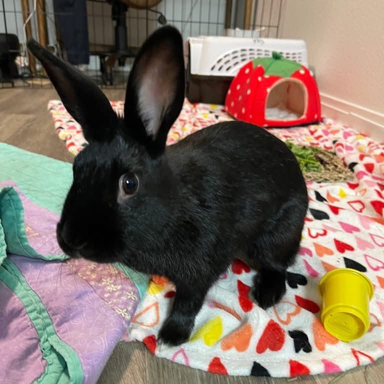 HouseRabbit's tweet image. This is a black rabbit appreciation post! π€π Black rabbits are often passed over in shelters and rescues, simply because of their color. These rabbits are just as sweet & smart as the others!
You can learn more about Cronus, Shamwow, Bix, and Bucket at houserabbit.org/adoptables