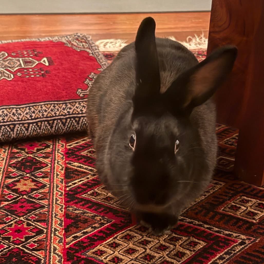 HouseRabbit's tweet image. This is a black rabbit appreciation post! π€π Black rabbits are often passed over in shelters and rescues, simply because of their color. These rabbits are just as sweet & smart as the others!
You can learn more about Cronus, Shamwow, Bix, and Bucket at houserabbit.org/adoptables