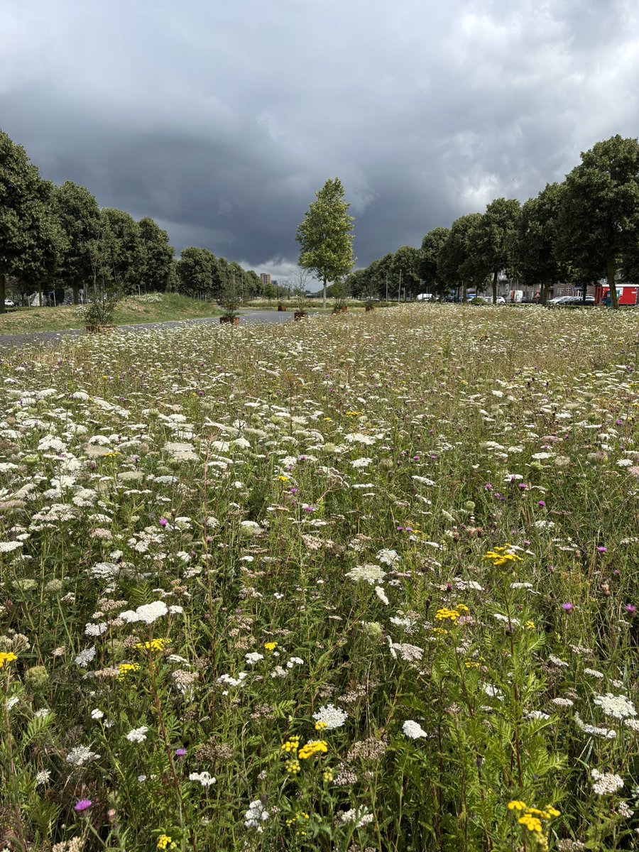 Mooi wilde bloemen op de Evenaar in Almere Buiten 
<a href="/almere/">almere</a>