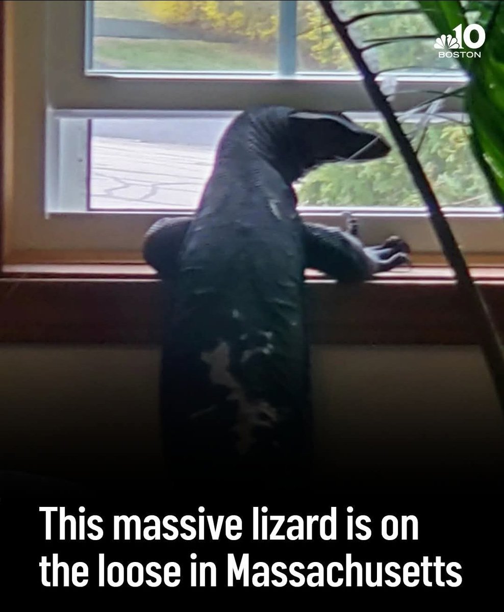 welcome to the dojo.