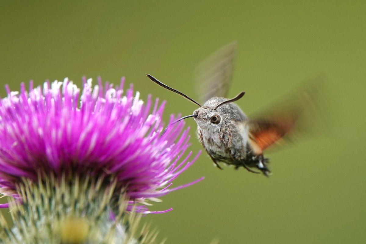 _Stickybeak's tweet image. We've been absolutely spoiled with Hummingbird Hawkmoths this year - sightings almost every day at the moment! Saw two more of these amazing migrants at Kebble today, nectaring for ages on the Spear Thistles flowers