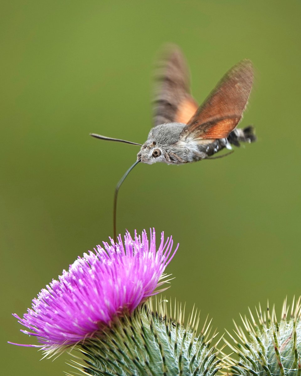 _Stickybeak's tweet image. We've been absolutely spoiled with Hummingbird Hawkmoths this year - sightings almost every day at the moment! Saw two more of these amazing migrants at Kebble today, nectaring for ages on the Spear Thistles flowers