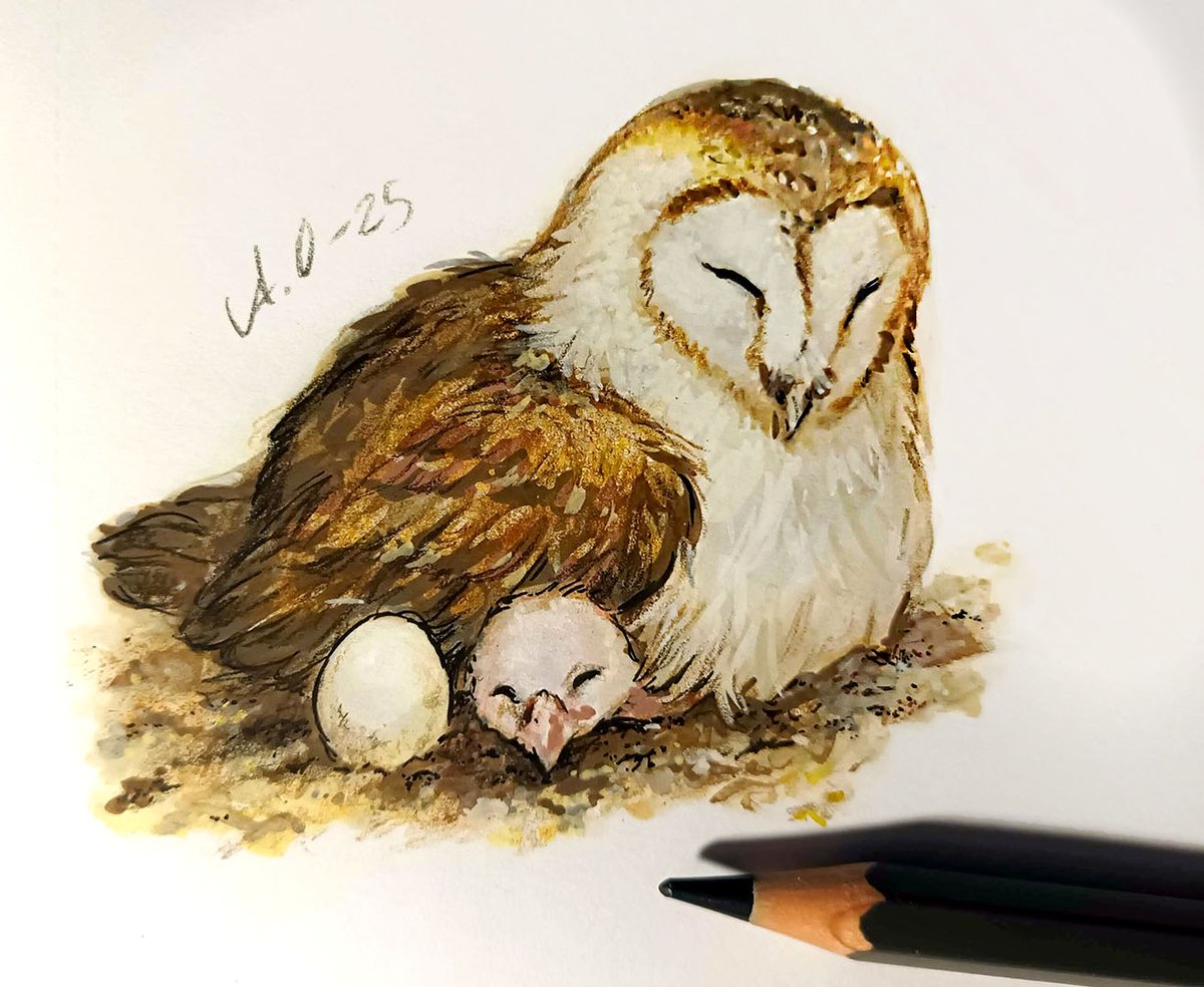 Annausagi2's tweet image. Literally, the only thing I've been able to draw these past two months are bird pictures. 🫠 I follow feeds of birds on @RobertEFuller 's Youtube channel, and a barn owl on there, Gylfie, had a chick a few weeks ago. They were perfect portrait sitters. ❤️