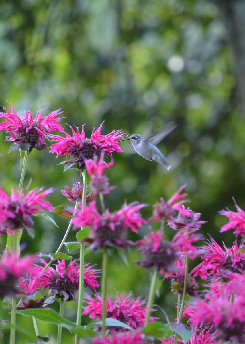 ForagingForever's tweet image. Hummingbird traffic has been almost non-stop since the bee balm bloomed. Have had bee balm for years and hummingbirds have fed in the past, but this is the first year I’ve had multiple hummingbirds feeding at once and battling over territory. Can’t recommend it enough.