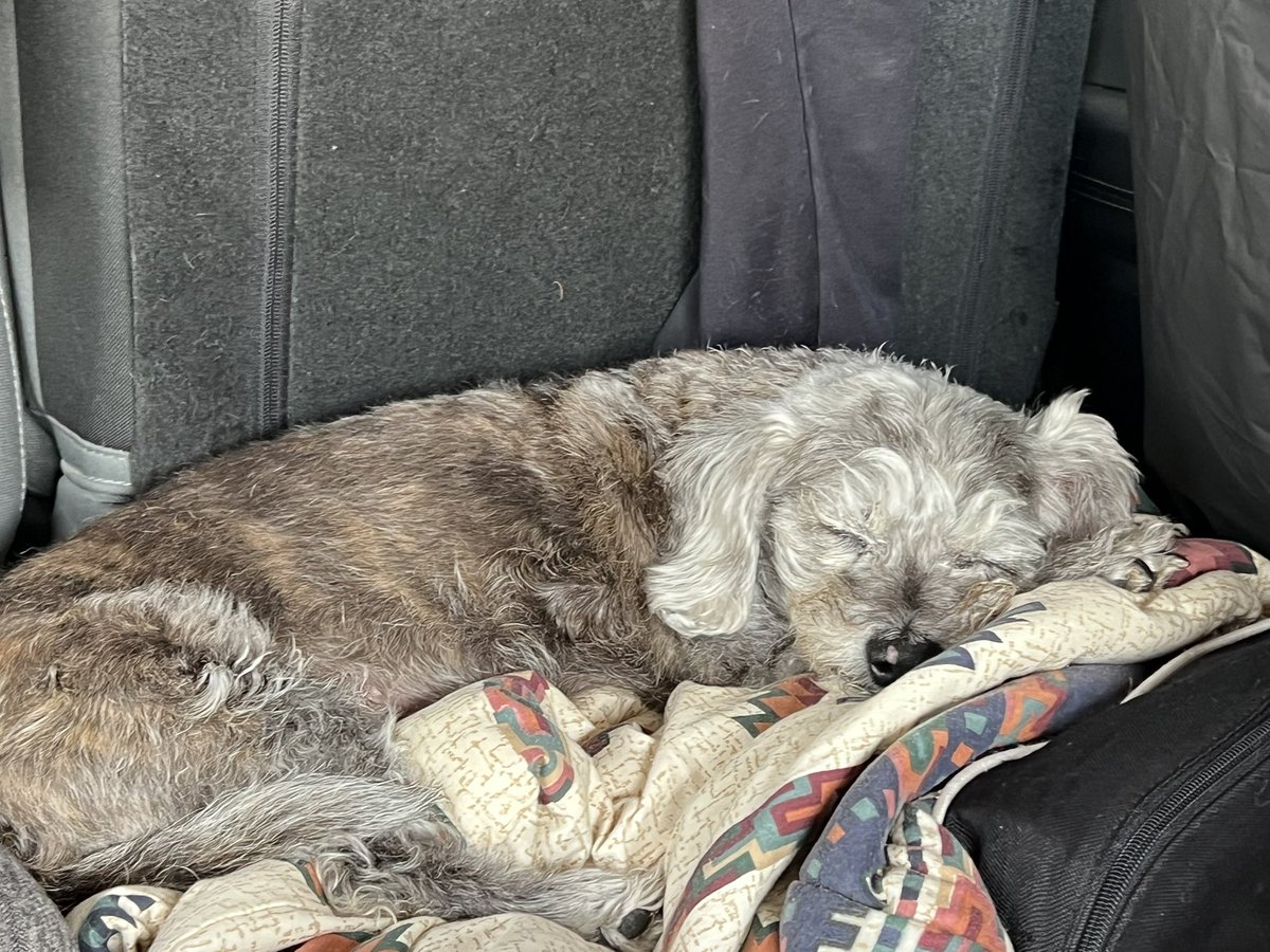 LichTamara's tweet image. She’s the best travelling buddy. I hate it when I have to drop her off for these trips, but I’m so thankful I have good friends who take good care of her when I have to be away.
My Bella ❤️
