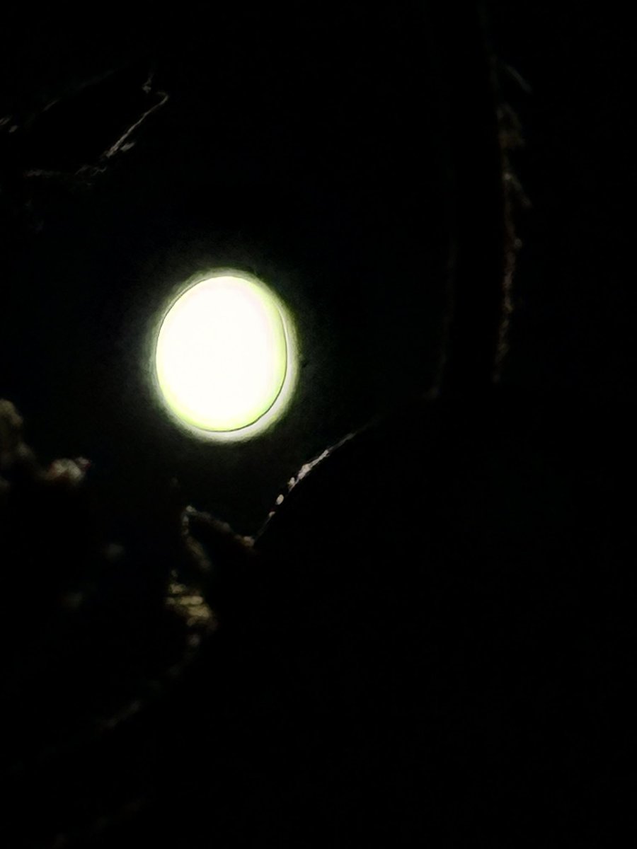 SorcererTeo's tweet image. Moon and Sun; a room
