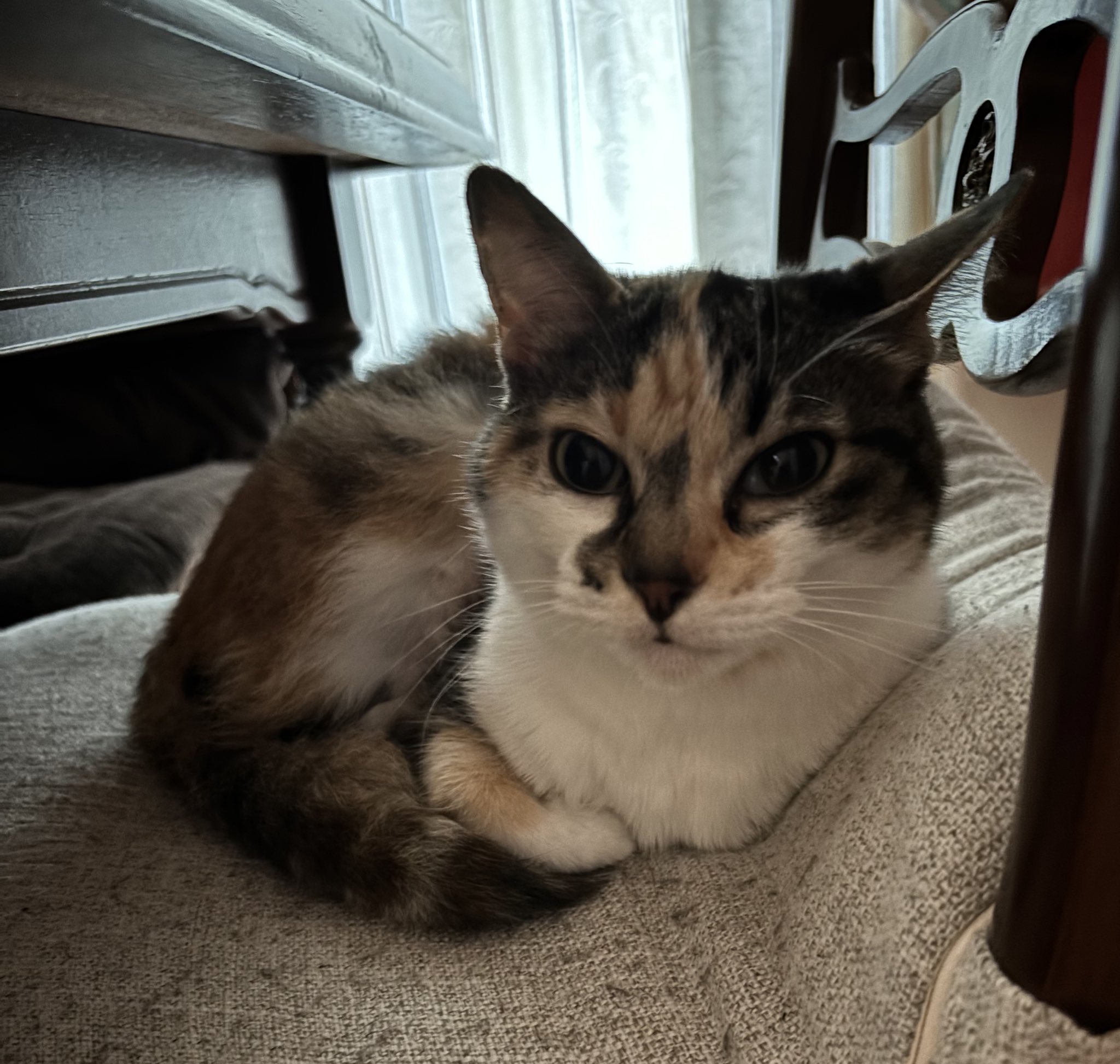 ねこ mqdefault.jpg
