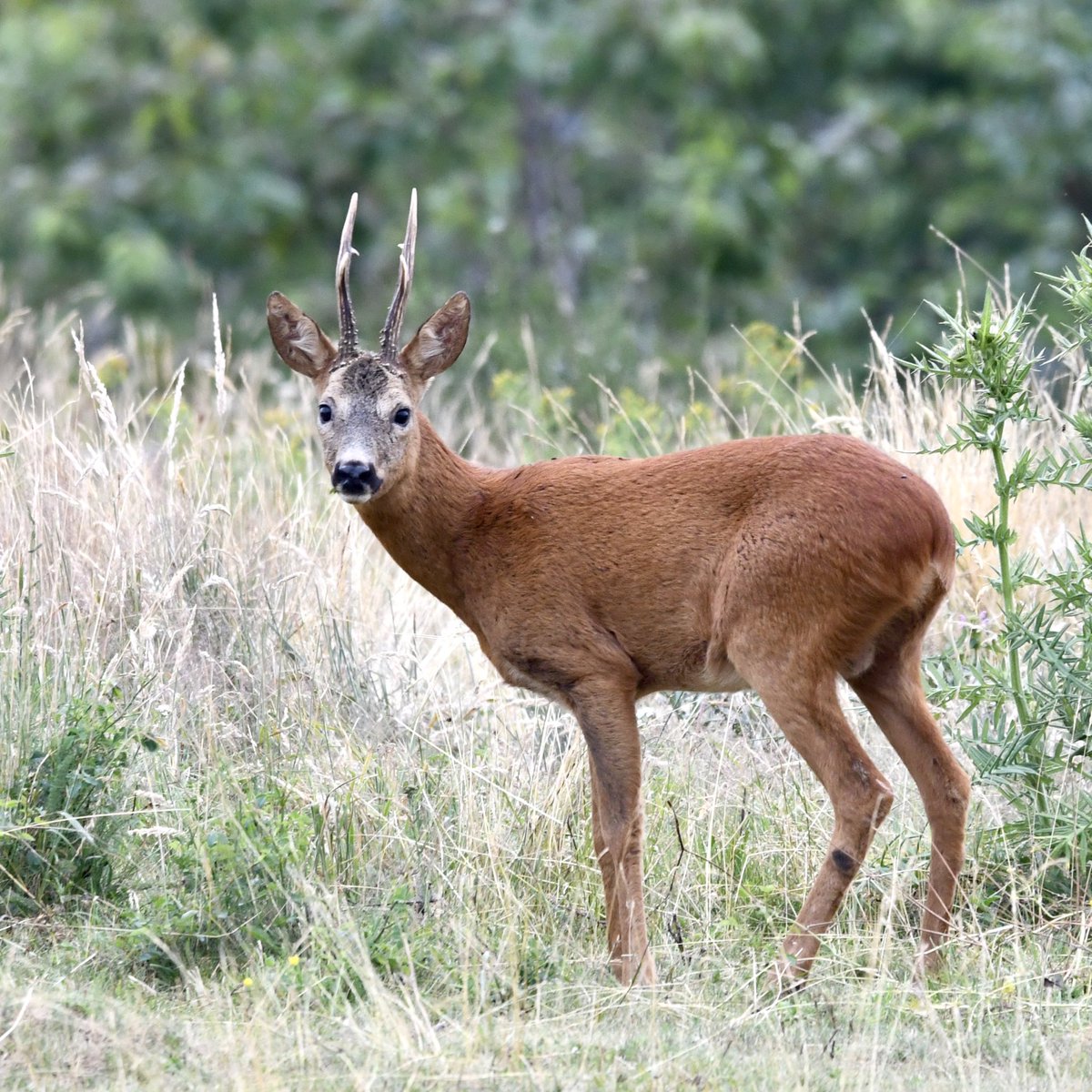 pmelich74's tweet image. Un bonic encontre avui a la tarda mentre cercava ocells. 😍
