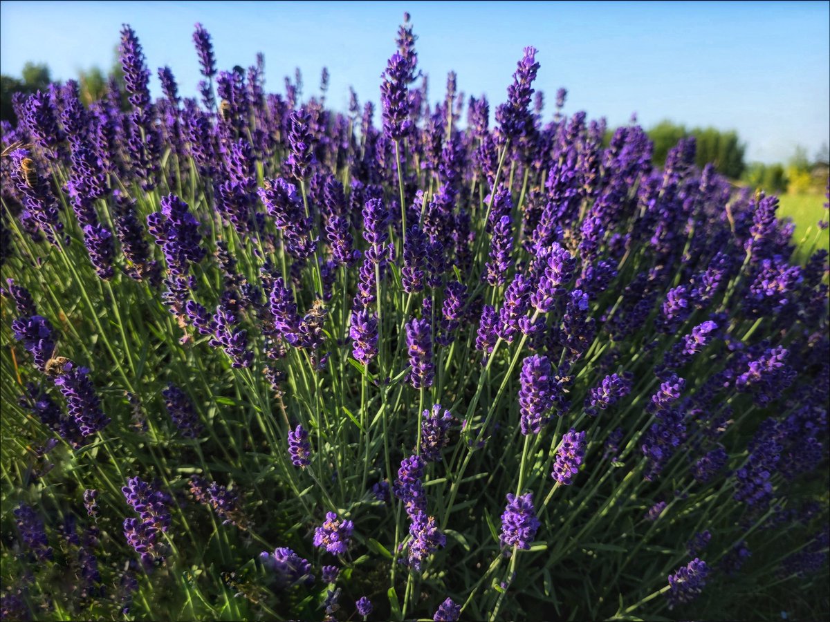 k_pawlowska's tweet image. #EveningTrivia
💜🪻💜🪻💜
“It was our favorite part of the day, this in-between time, and it always seemed to last longer than it should – a magic and #lavender space unpinned from the hours around it, between worlds.” – P.McLain
#DiscoverPoland #Summer…
