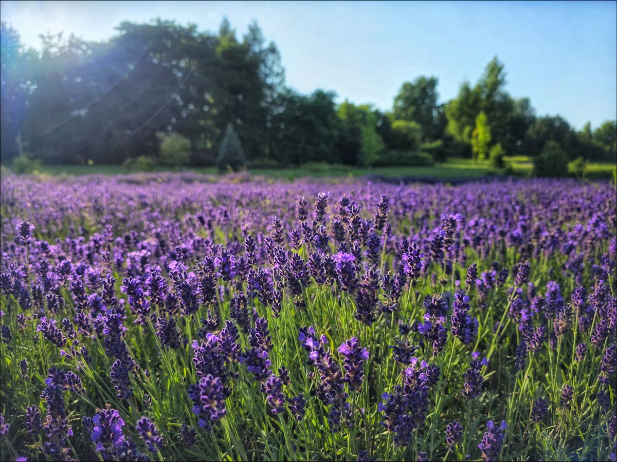 k_pawlowska's tweet image. #EveningTrivia
💜🪻💜🪻💜
“It was our favorite part of the day, this in-between time, and it always seemed to last longer than it should – a magic and #lavender space unpinned from the hours around it, between worlds.” – P.McLain
#DiscoverPoland #Summer…