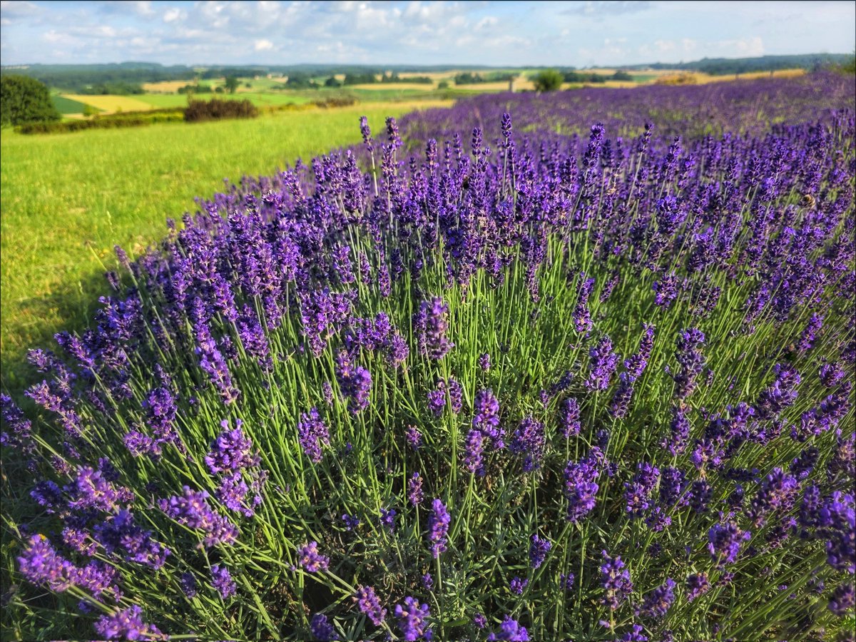k_pawlowska's tweet image. #EveningTrivia
💜🪻💜🪻💜
“It was our favorite part of the day, this in-between time, and it always seemed to last longer than it should – a magic and #lavender space unpinned from the hours around it, between worlds.” – P.McLain
#DiscoverPoland #Summer…