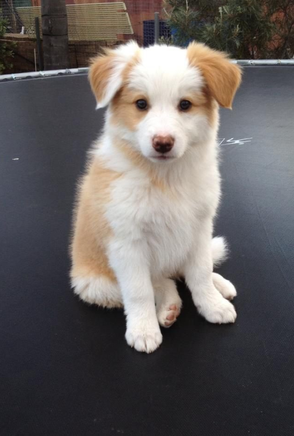 Best in Dogs tweet media