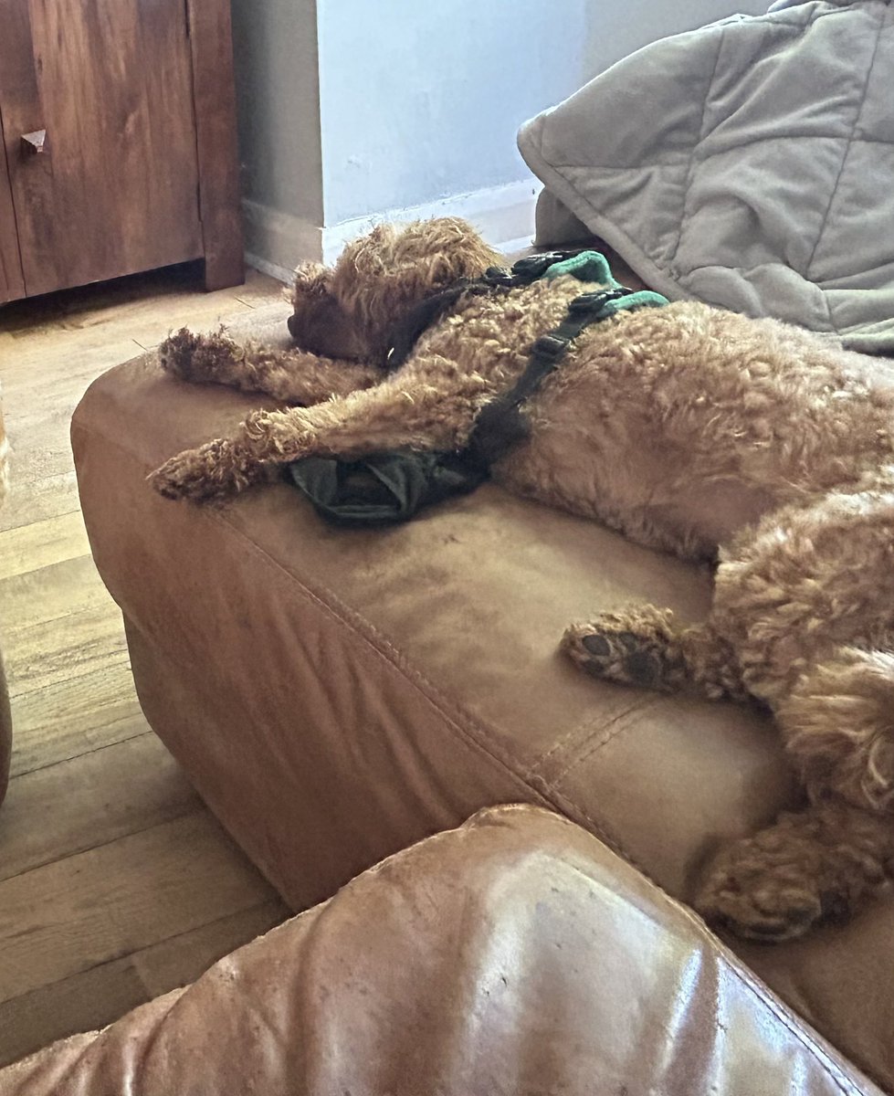 <a href="/BearlyPolitics/">Bearly Politics</a> My analytical prediction team has also been working hard behind the scenes. Up to 16 million squirrels could be chased up the trees back to where they came from. Those squirrels, coming down here and burying our acorns.  🙄🙄🙄